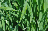 Musca de Hessa, atac periculos la cereale după răsărirea plantelor