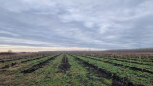 Biomasa, sursă alternativă de energie, cu beneficii pentru agricultură și spațiul rural
