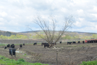 Crește subvenția pentru registrele genealogice și determinarea calității genetice