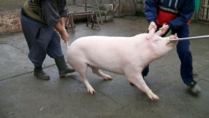 Noi cazuri de pestă porcină africană Năvodari, Fântânele şi Seaca