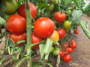 Subvenția de 3.000 euro/1.000 mp pentru cultivatorii de roșii în spații protejate, aprobată pentru 2023