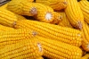 38.700 kg/ha, record mondial la porumb, în SUA