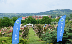 Sute de trandafiri cu „Parfum de Cluj” la Stațiunea de Cercetare Horticolă a USAMV Cluj-Napoca