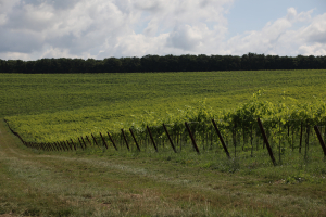 Asigurarea recoltelor de struguri pentru vin, producția 2023, subvenționată prin PNS