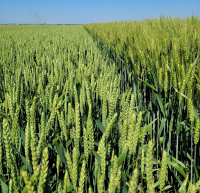 Agricultura conservativă, o agricultură responsabilă