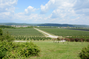 89%, gradul de absorbție a fondurilor europene acordate României pentru agricultură și dezvoltare rurală prin PNDR 2014-2020