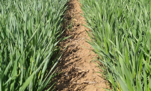 Genetică de top și noi tehnologii la „Ziua Grâului Bărăgan”, 26 mai 2022
