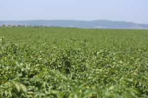 Conferințele Agricover Summit 2022, dedicate culturii mari, cartofului, pomiculturii și viticulturii