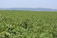Conferințele Agricover Summit 2022, dedicate culturii mari, cartofului, pomiculturii și viticulturii