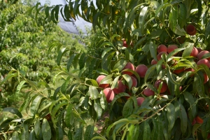 Peste 1,9 milioane euro pentru grupurile de producători din pomicultură