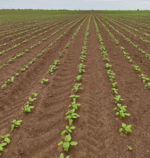Floarea-soarelui: Cu LAST FRONTIER în preemergență se evită pierderi de producție de până la 30%
