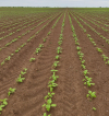 Floarea-soarelui: Cu LAST FRONTIER în preemergență se evită pierderi de producție de până la 30%