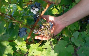 Viticultorii arădeni reclamă distrugeri provocate de mistreți