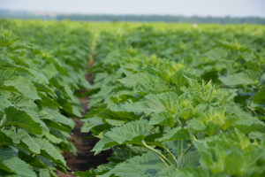 Culturi de floarea-soarelui curate, fără buruieni, cu erbicidul preemergent Gardo® Sun de la Syngenta