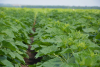 Culturi de floarea-soarelui curate, fără buruieni, cu erbicidul preemergent Gardo® Sun de la Syngenta