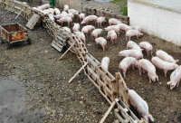 Sectorul de creștere a porcinelor are nevoie de sprijinul autorităților