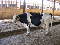 Campioana fermierului Nicușor Șerban a împlinit 11 ani pe 24 aprilie 2018! Sorina a crescut la Agroserv Măriuța și are „tată” american!