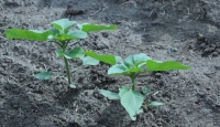 Soluții pentru protecția plantelor, în lipsa neonicotinoidelor