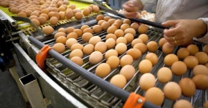 Transportul, depozitarea și comerțul neconforme, în cazul ouălor importate, au adus amenzi de 320.000 de lei
