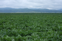Istoria sfeclei de zahăr în România. Aspecte despre cultivare și industrializare