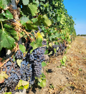 Viticultorii sunt „pentru” lansarea rachetelor antigrindină