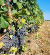 Viticultorii sunt „pentru” lansarea rachetelor antigrindină