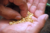 Cu până la 50 de procente mai puțin teren agricol urmează să fie însămânțat cu grâu în Maramureș