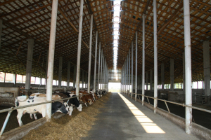 Bovine: Aproximativ 40 euro/animal, ajutoare de stat