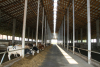 Bovine: Aproximativ 40 euro/animal, ajutoare de stat