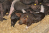 Efectivele de porci din rasele Bazna și Mangalița, în creștere