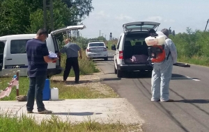 Satu - Mare: Patru gospodării din comuna Micula, libere de Pestă Porcină Africană