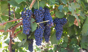 Sănătatea viței-de-vie, factor esențial pentru producția sustenabilă de vin într-un climat din ce în ce mai instabil