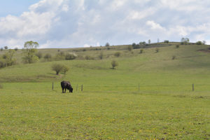 PS PAC 2023 – 2027: Pentru intervențiile aferente sectoarelor vegetal și zootehnic a fost completat cadrul general de implementare