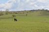 PS PAC 2023 – 2027: Pentru intervențiile aferente sectoarelor vegetal și zootehnic a fost completat cadrul general de implementare
