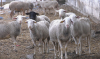 O piață pierdută se recuperează greu. Uniunea Oierilor solicită autorităților deblocarea exporturilor de ovine și caprine