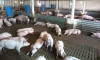 Se confirmă vestea: 5.000 de porci, uciși!