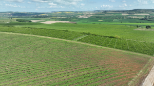 Producătorii de fructe, legume și vin din patru țări primesc sprijin de urgență din rezerva UE destinată agriculturii