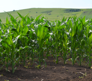 Productivitatea culturilor agricole și protejarea apelor