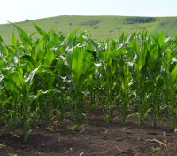 Productivitatea culturilor agricole și protejarea apelor