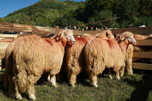 Expoziție de oi Țurcane la AGRARIA, 5 – 8 mai 2022