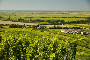 Tokaj, mai mult decât vin. Tradiție, savoare și aventură pe colinele din nord-estul Ungariei