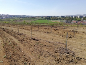 Plantație nouă de pruni și cireși, la Stațiunea de Cercetări Horticole a USAMV Cluj-Napoca