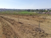 Plantație nouă de pruni și cireși, la Stațiunea de Cercetări Horticole a USAMV Cluj-Napoca