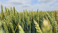 „Nu oferim o cheltuială fermierului, ci oferim o investiţie.” Cu fungicidul Queen®, control curativ și preventiv împotriva tuturor tulpinilor de Septoria
