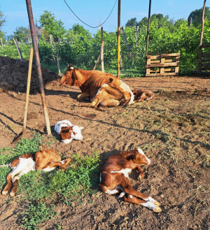 Fenomen rar, vaca Roșia a fătat patru viței, într-o fermă din Gorj