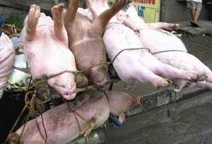 Medicii veterinari suceveni încep să vorbească: circulația animalelor nu este stăpânită