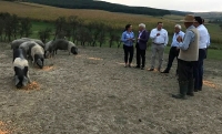 O altă mare fermă de creștere a porcilor din România, suspectată de găzduirea unor suine infectate cu pestă porcină africană! Șeful APCPR a fost sunat de Petre Daea, pentru lămuriri