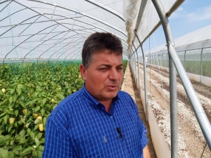 Cum să produci tomate cu bani de la retaileri, dar și de la stat