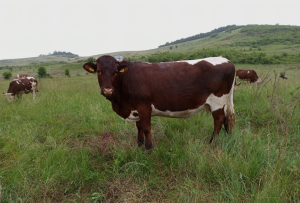 Cercetări privind compatibilitatea încrucișării raselor de taurine autohtone cu rase rustice de carne