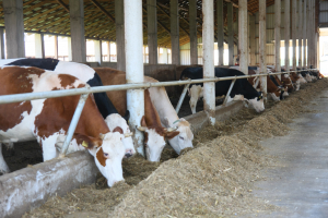 „Îmbunătățirea sistemului furajer la vacile de lapte”, workshop SCDCB Arad